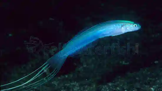 Blue Gudgeon Dartfish: Lyretail